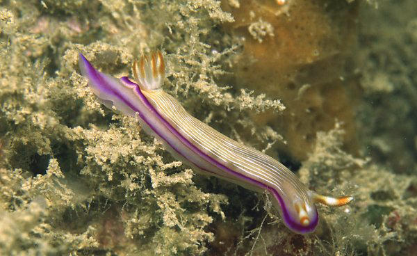 Hypselodoris insulana